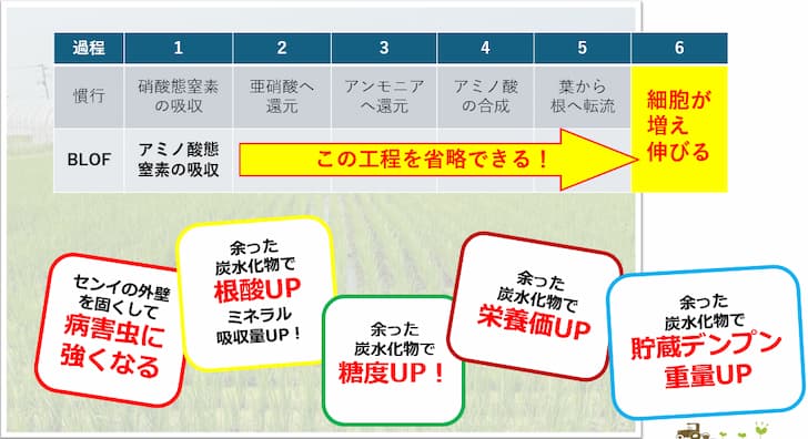 アミノ酸の供給①