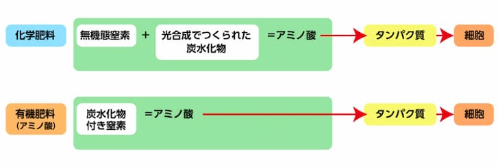 アミノ酸の供給②