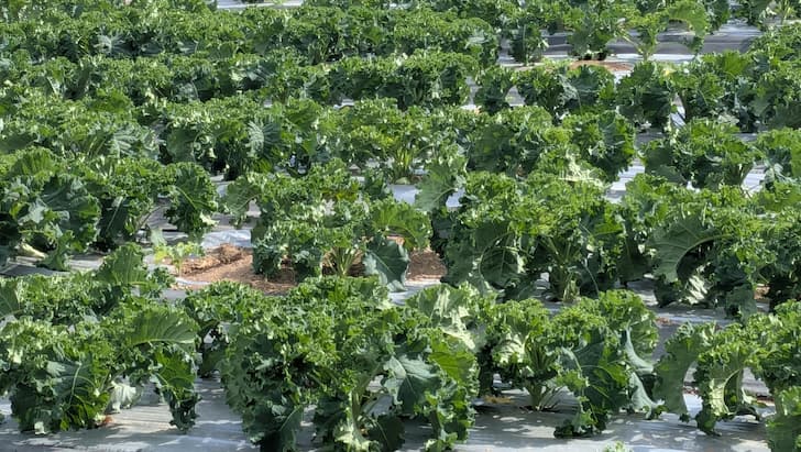 グリーンケール圃場